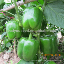 ASP141 Nanshu big fruit size sweet pepper hybrid seeds